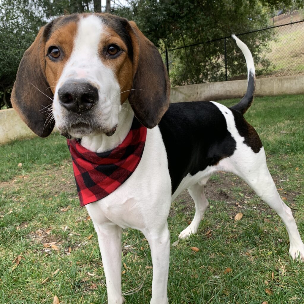 Image of Brisket, a Treeing Walker Coonhound