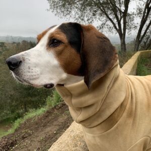 Image of Brisket, a Treeing Walker Coonhound