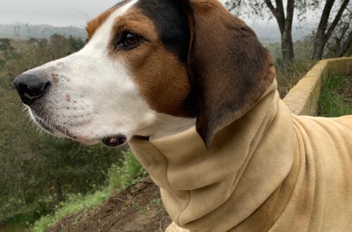 Image of Brisket, a Treeing Walker Coonhound