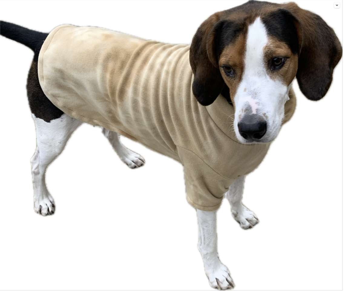 Brisket is wearing a custom sweater
